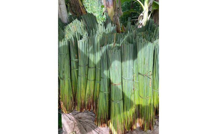 Grass Straws