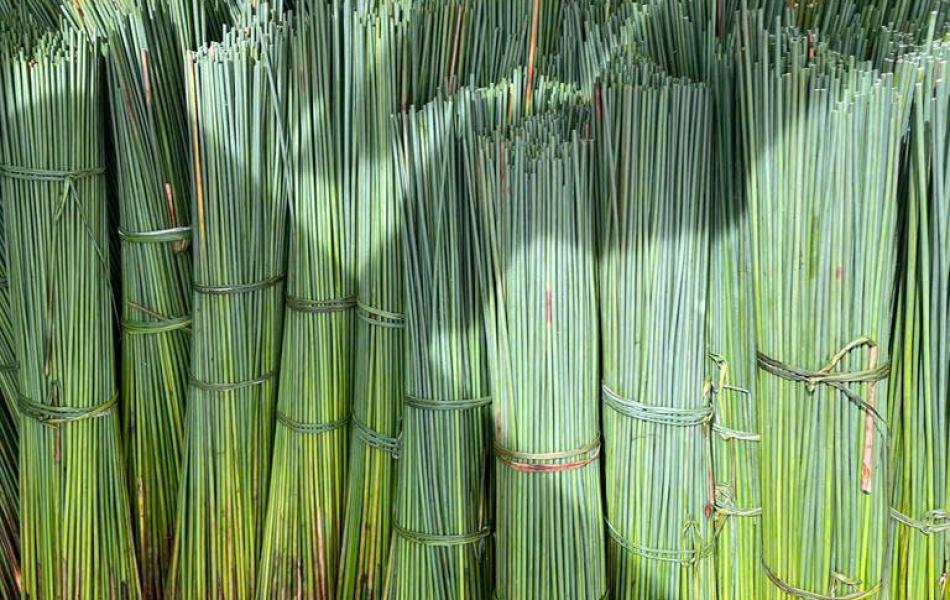 Grass Straws